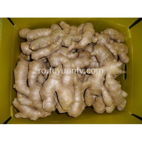 Ginger uscat la gratar 250g si peste